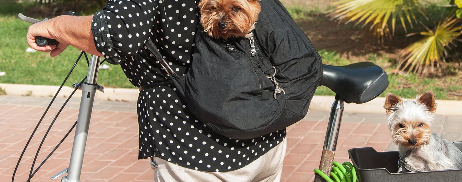 Why Dogs Don't Like Bikes