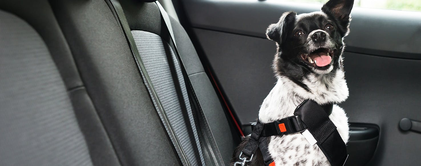 Why Dogs Don't Like Car Rides