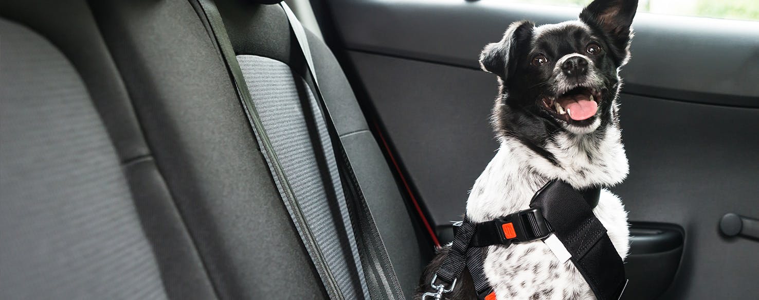 Why Dogs Don't Like Car Rides Wag!