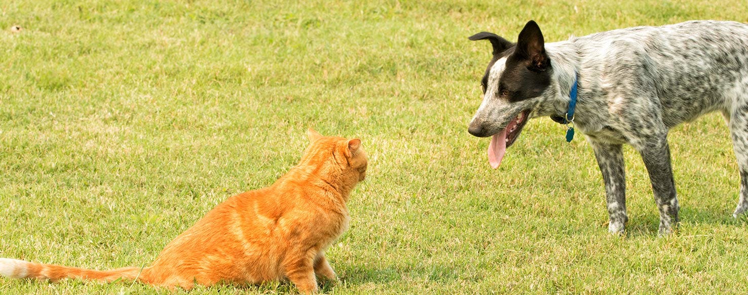 Why Dogs Don't Like Cats Wag!