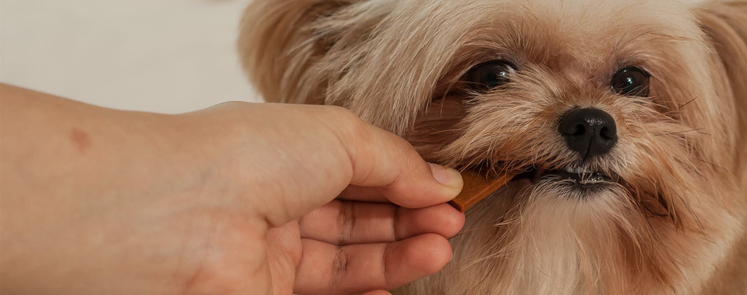 Why Dogs Don't Like Dry Food