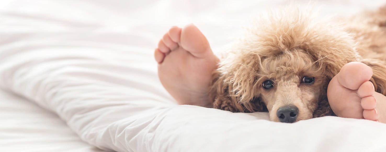 Why Dogs Don't Like Their Feet Touched
