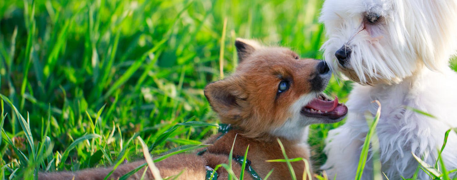 Why Dogs Don't Like Foxes