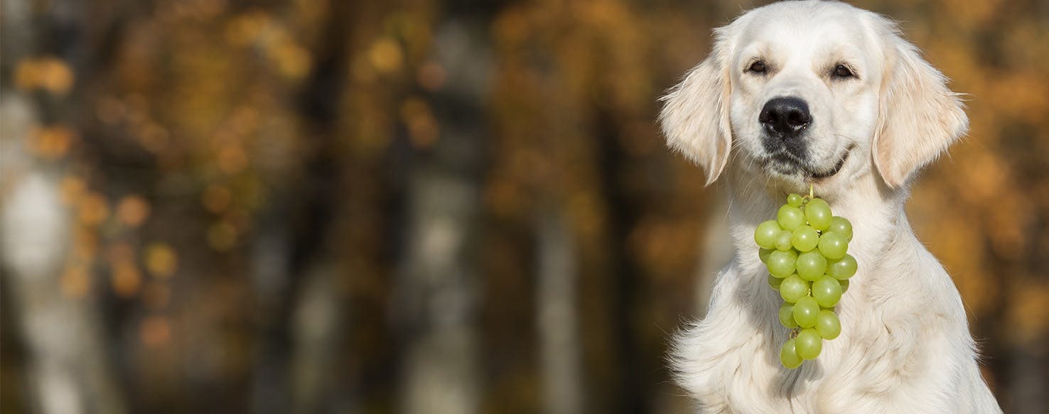 Why Dogs Don't Like Grapes