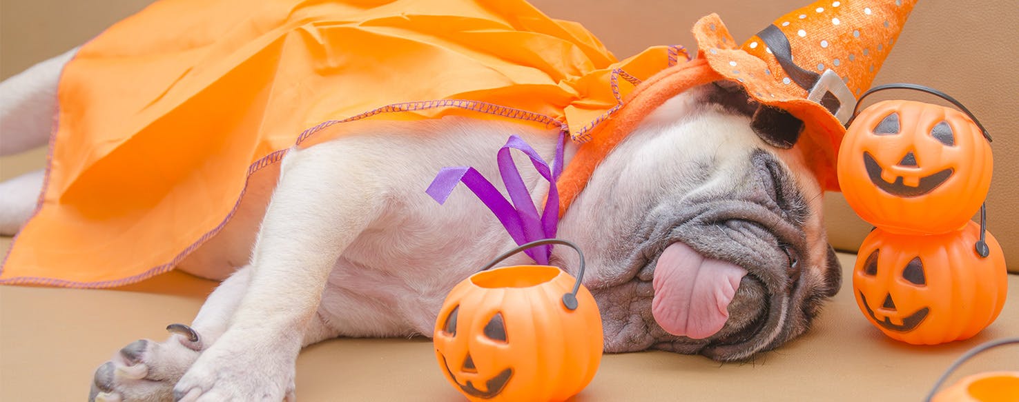 Why Dogs Don't Like Halloween Wag!