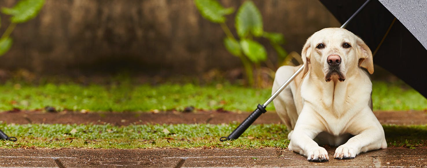 do dogs like being out in the rain