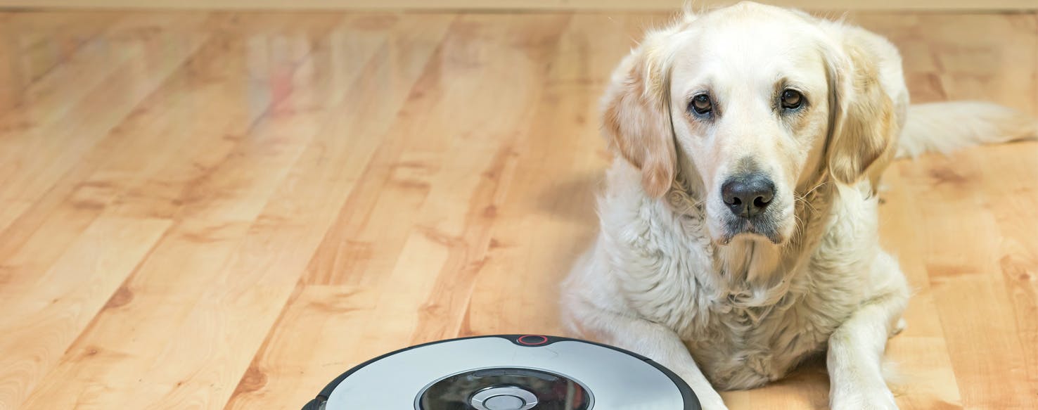 Why Dogs Don't Like Vacuum Cleaners