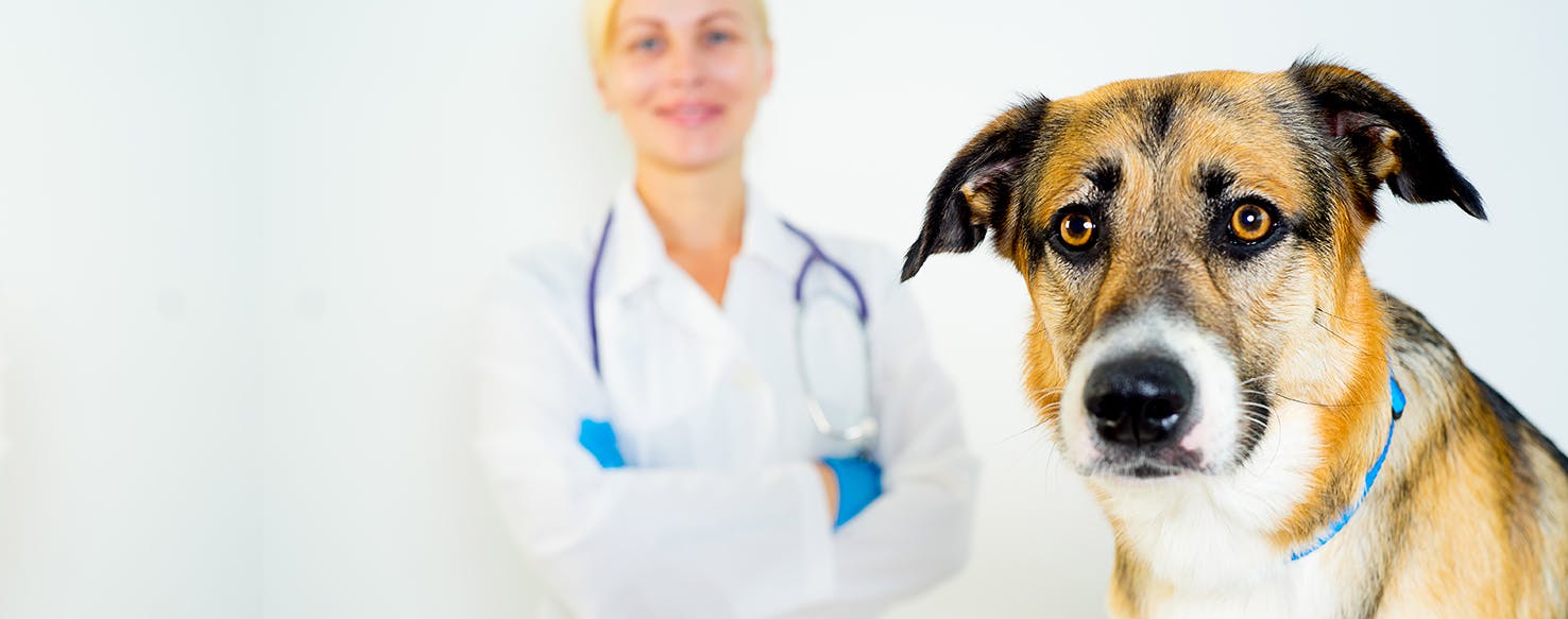 Why Dogs Don't Like The Vet
