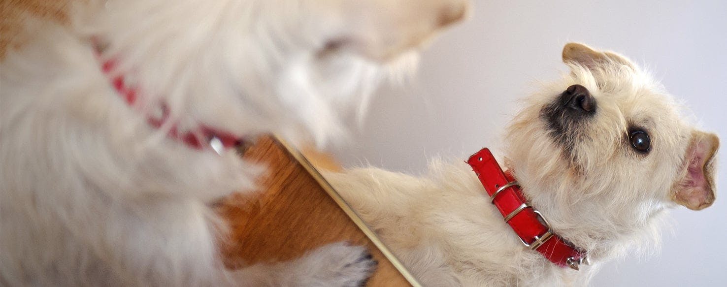 Why Dogs Don't Look At Themselves In Mirror