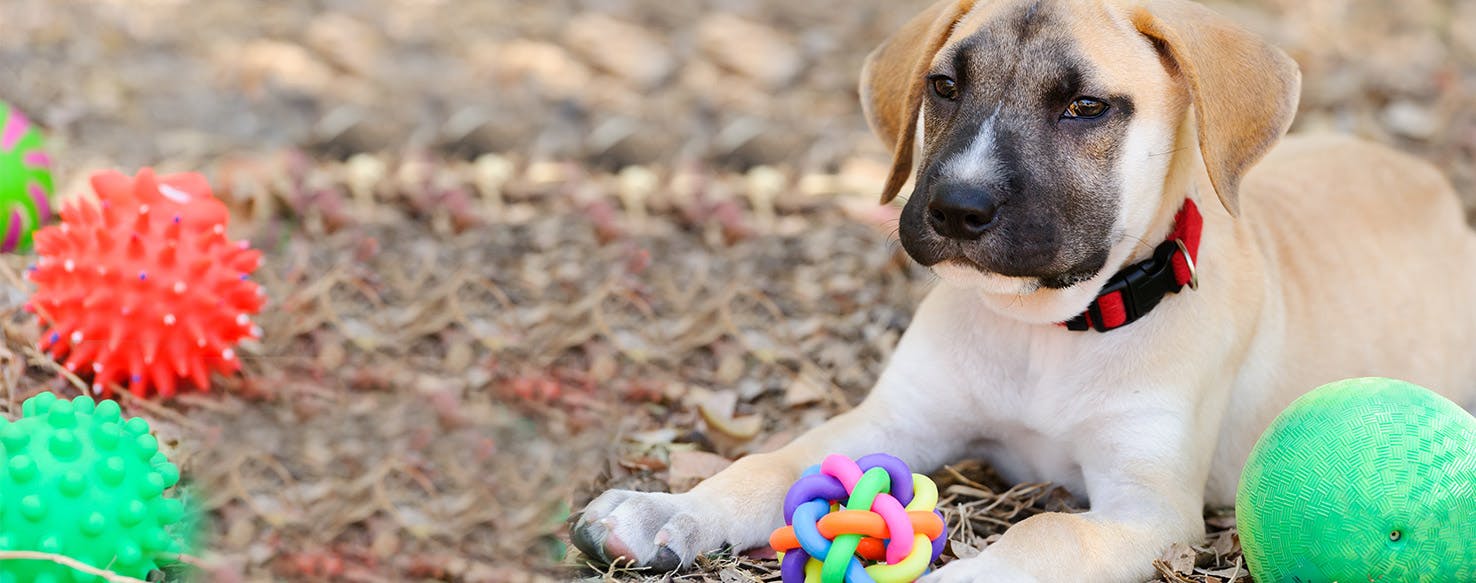 dog stopped playing with toys