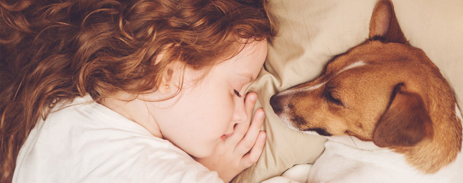 Why Dogs Don t Sleep At Night Wag 