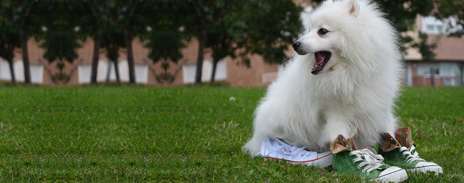 Shoes sales with dogs