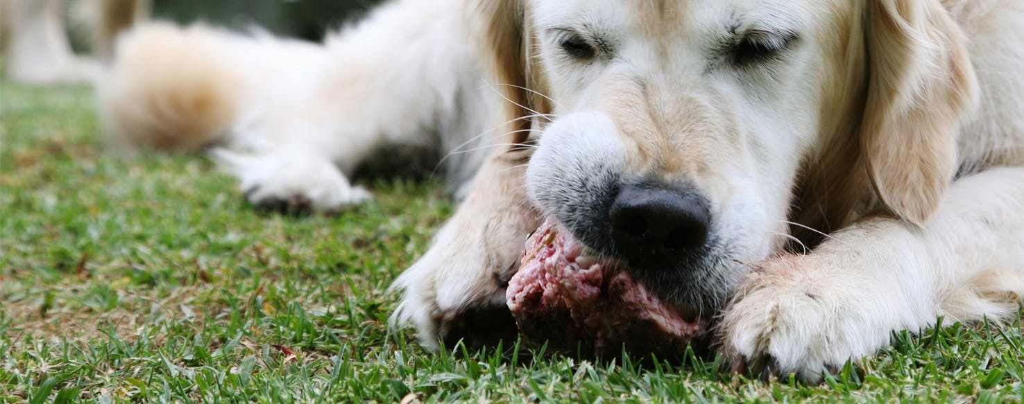 Why Dogs Fight Over Bones