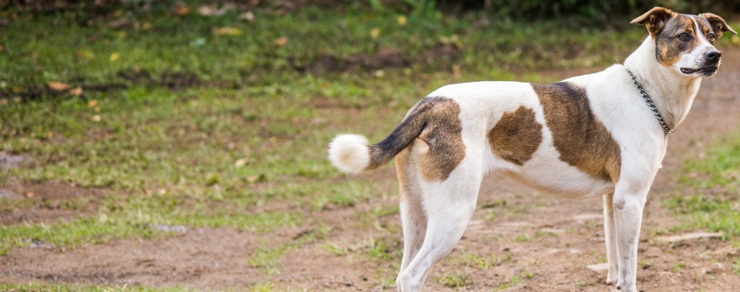 Why Dogs Have Tail Between Legs