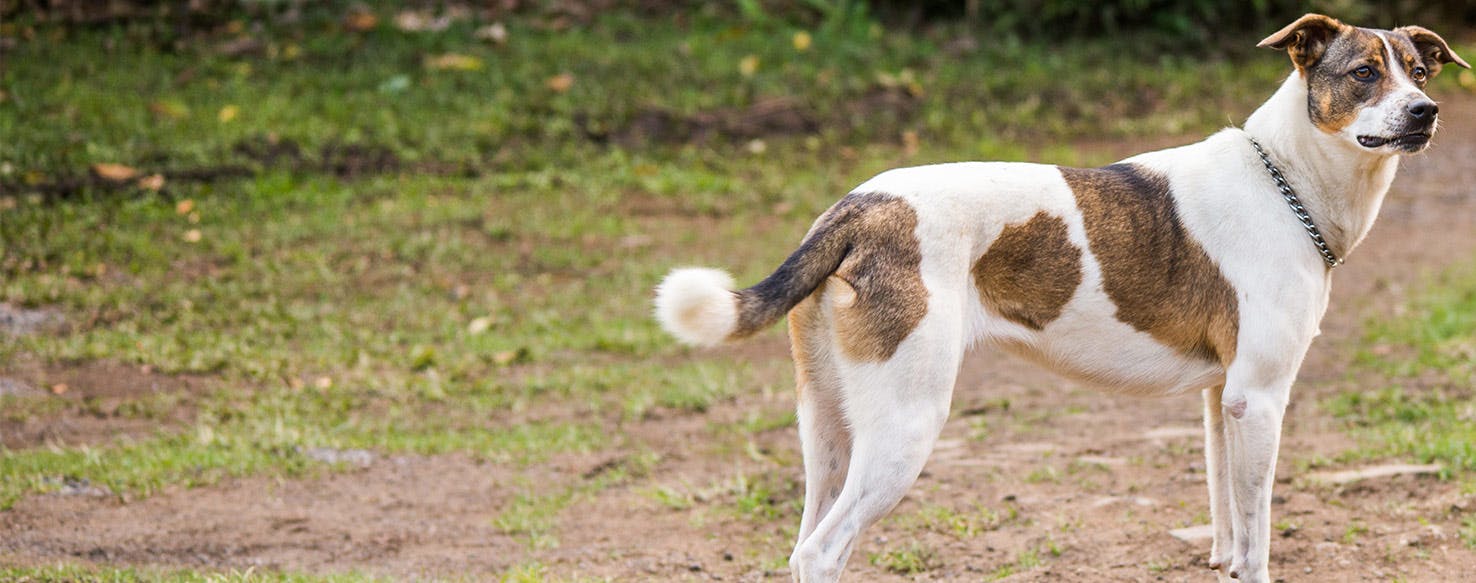 Why is my dog's tail between his legs?