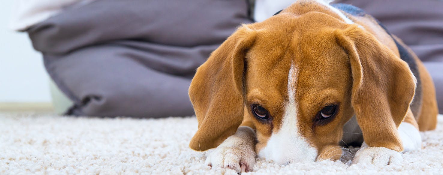 Why Dogs Lick Carpet