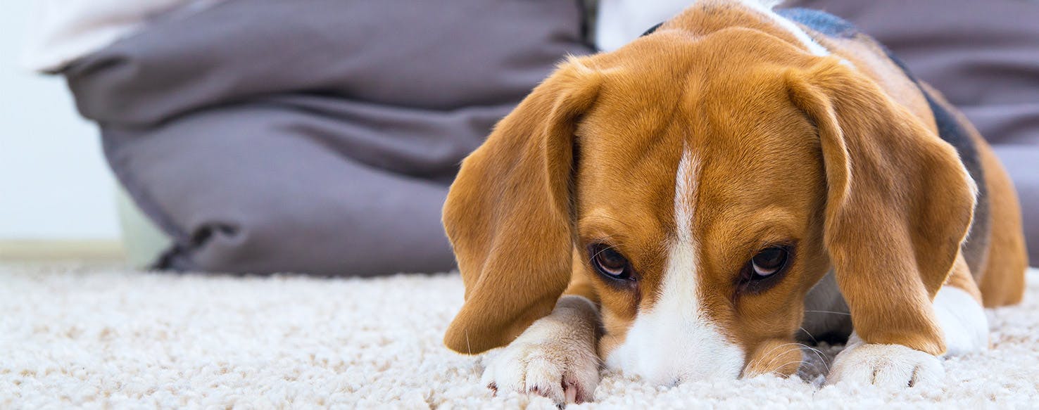 why is my dog licking the carpet