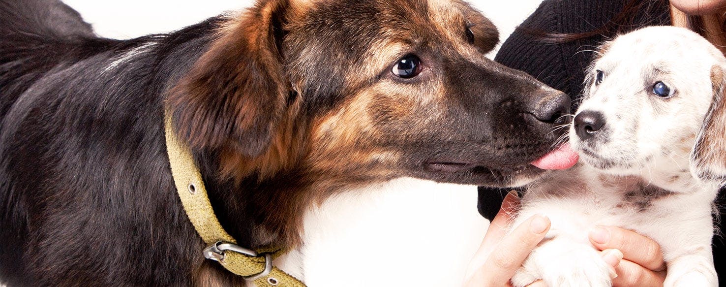 Puppy licks other dogs face