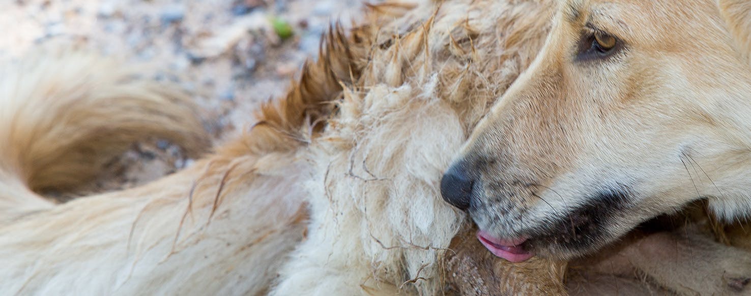 Licking Speeds Healing, Should Your Dog Lick Her Wounds?