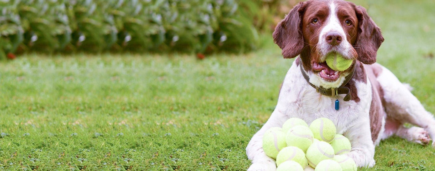 playing with dog balls