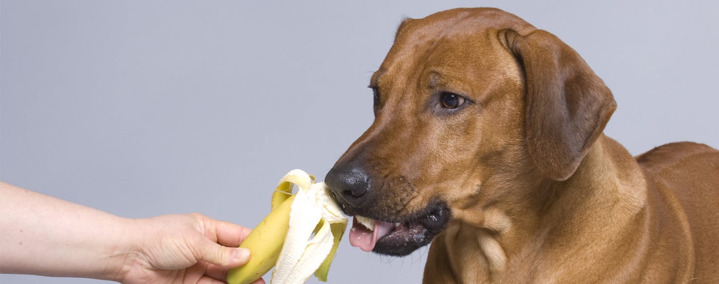 Why Dogs Like Bananas