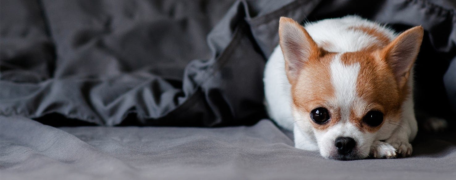 do dogs like to be under blankets