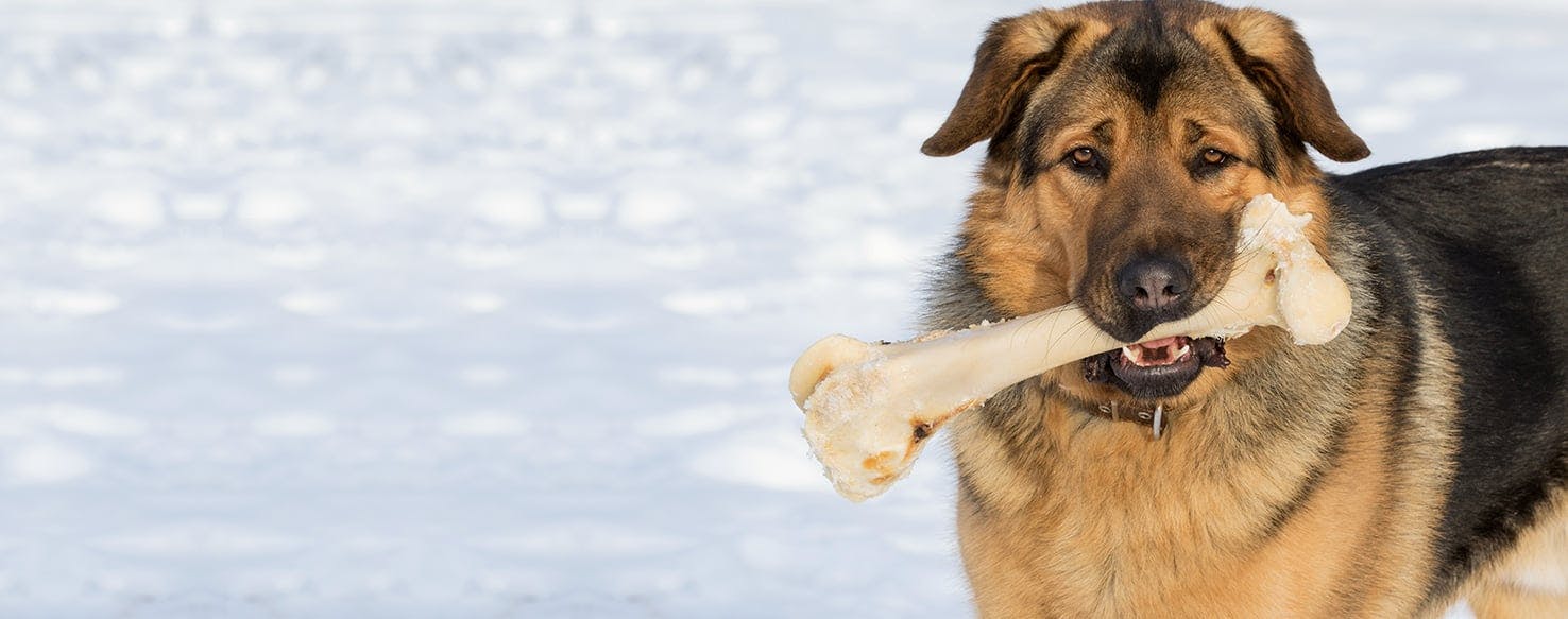 Why Dogs Like Bones