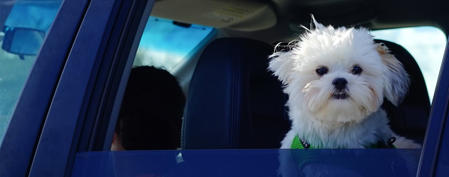 dogs in car windows