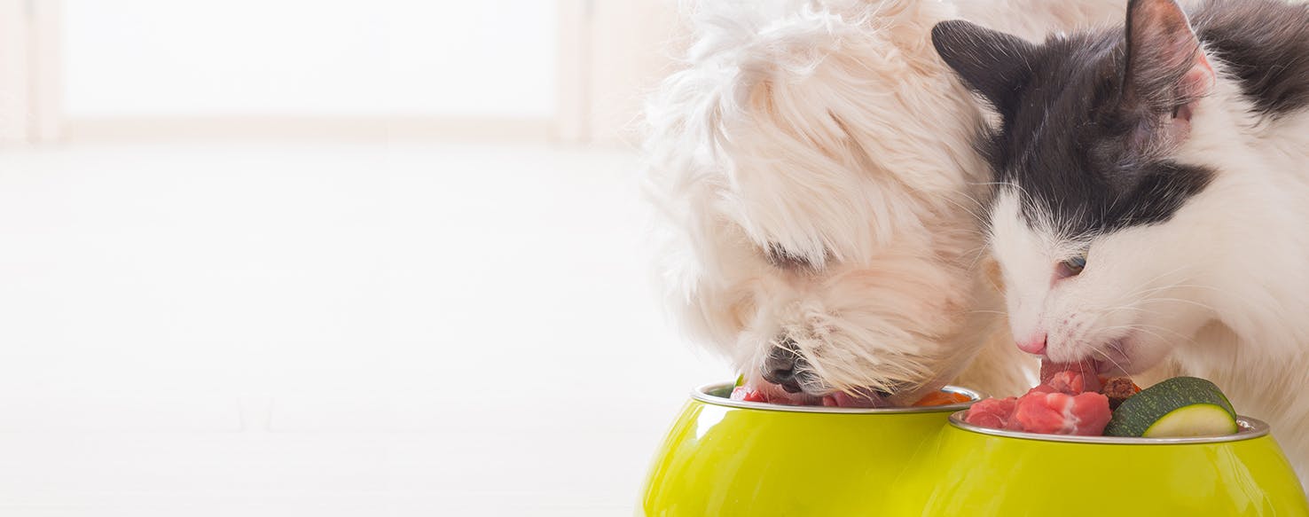 Why Dogs Like Cat Food