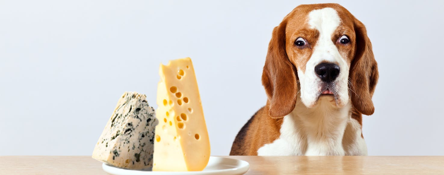 Why Dogs Like Cheese