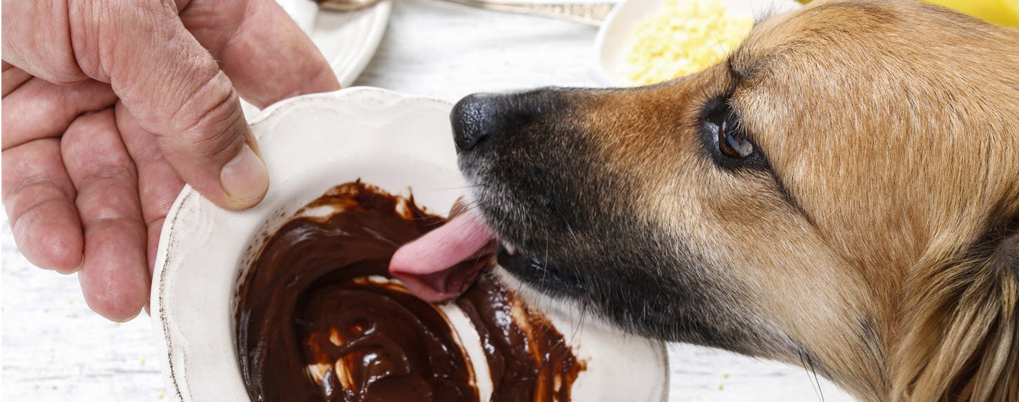 Why Dogs Like Chocolate
