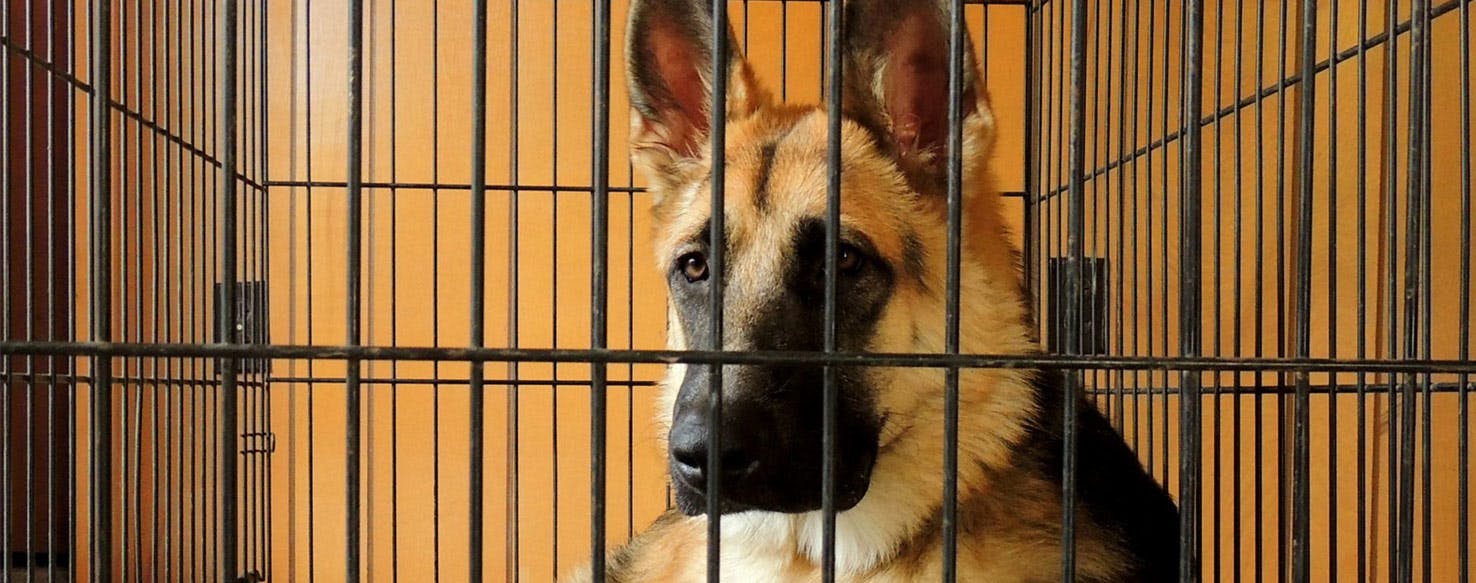Why Dogs Like Crates