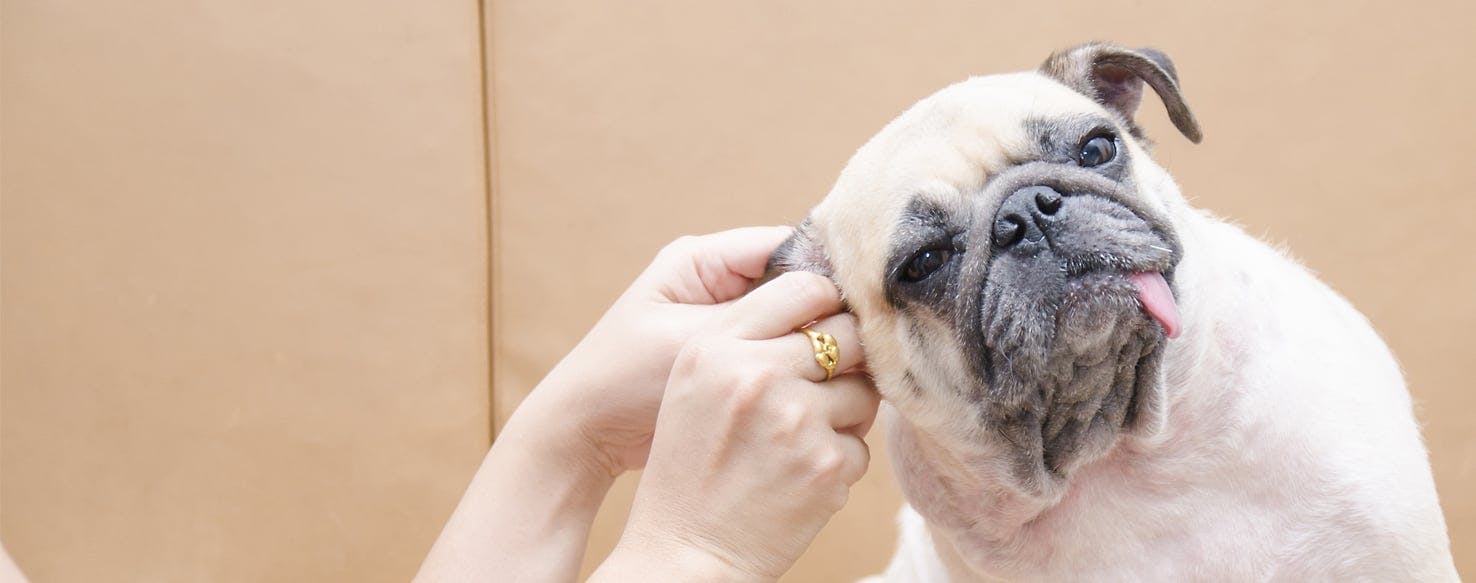 do dogs like to have their ears rubbed