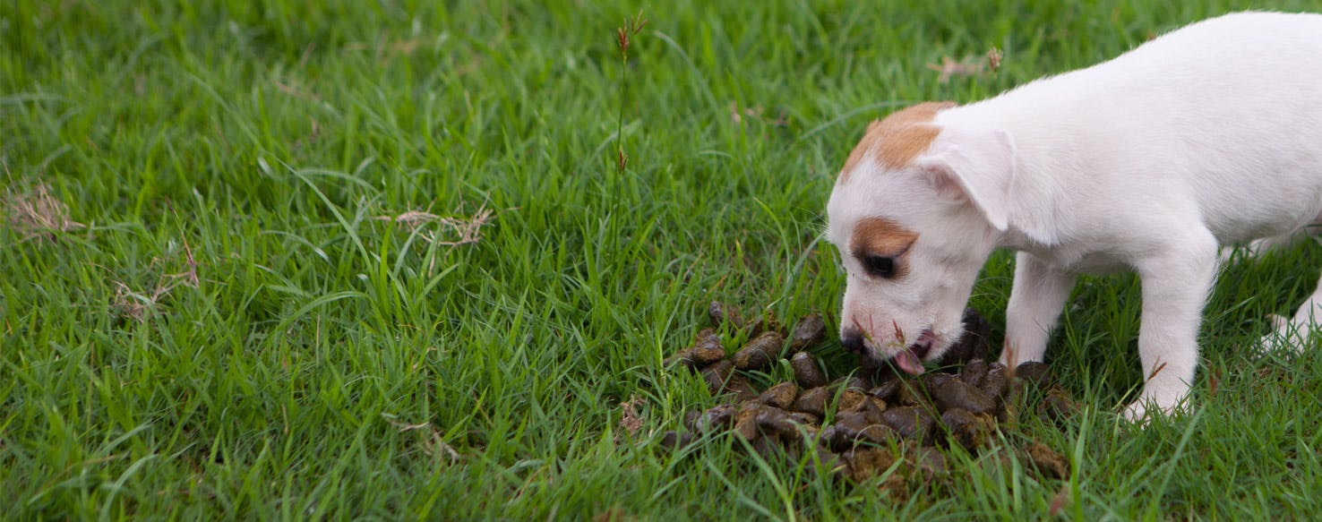 what is a dog lacking when it eats poop