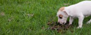 Dogs Eating Poop
