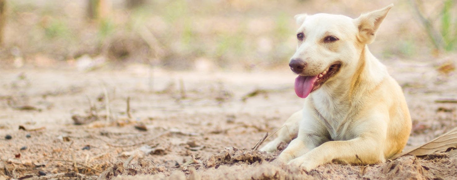 how does the sun affect dogs