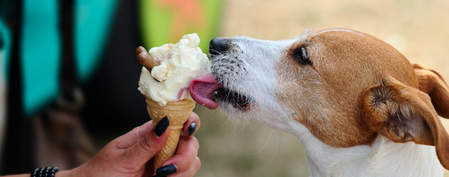 Why Dogs Like Ice Cream