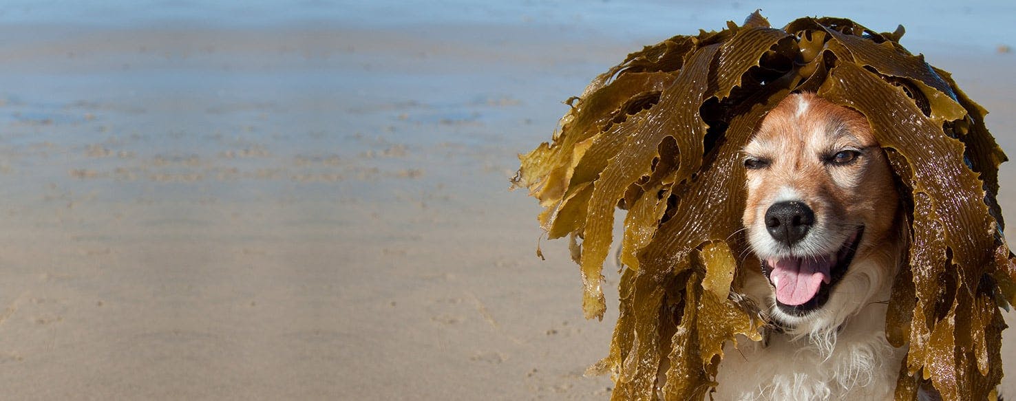 Why Dogs Like Kelp