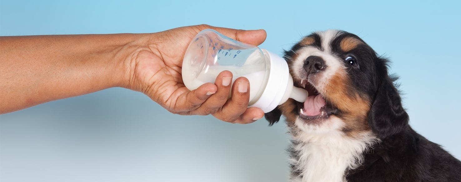 Why Dogs Like Milk