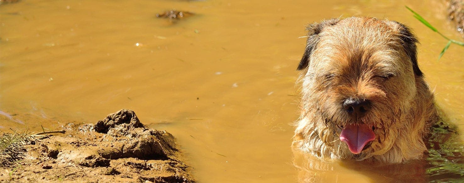 why do dogs roll in mud