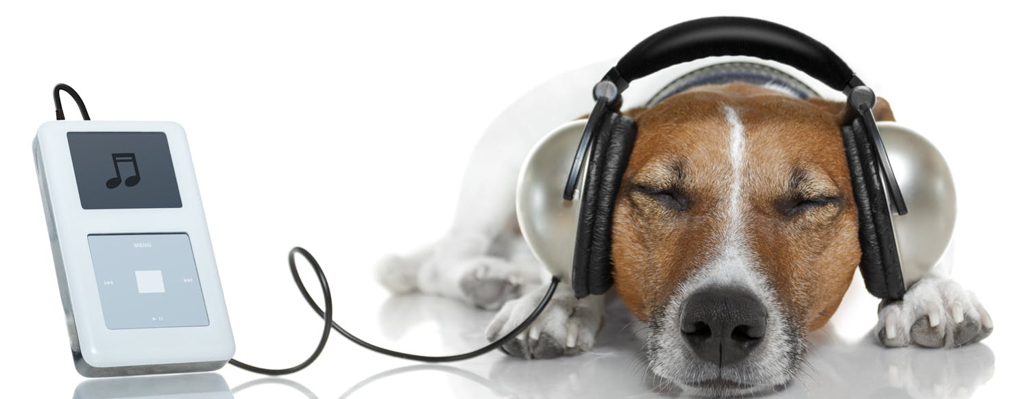Why Dogs Like Music
