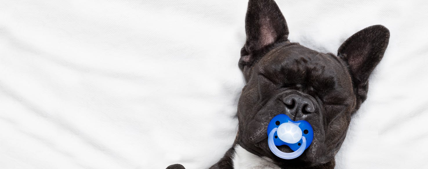 Dog chewing outlet pacifier