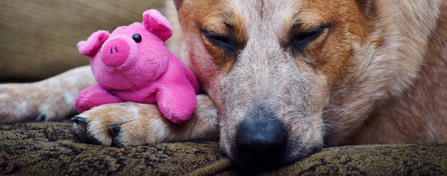 can you give pig ears to a dog