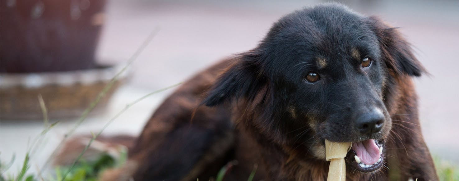 Why Dogs Like Rawhide