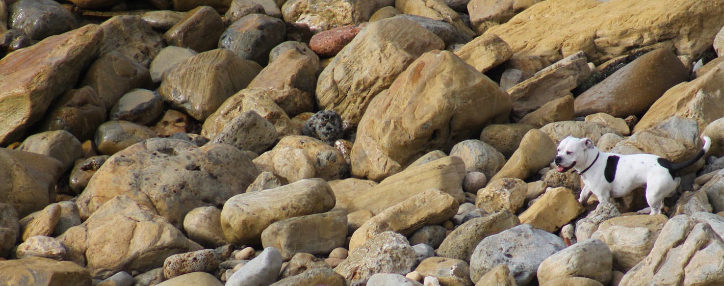 why do dogs like to lick rocks