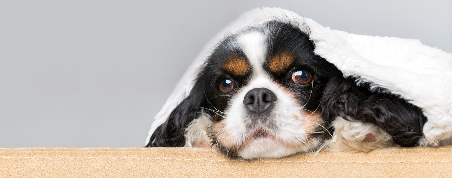 can dogs suffocate under bed covers