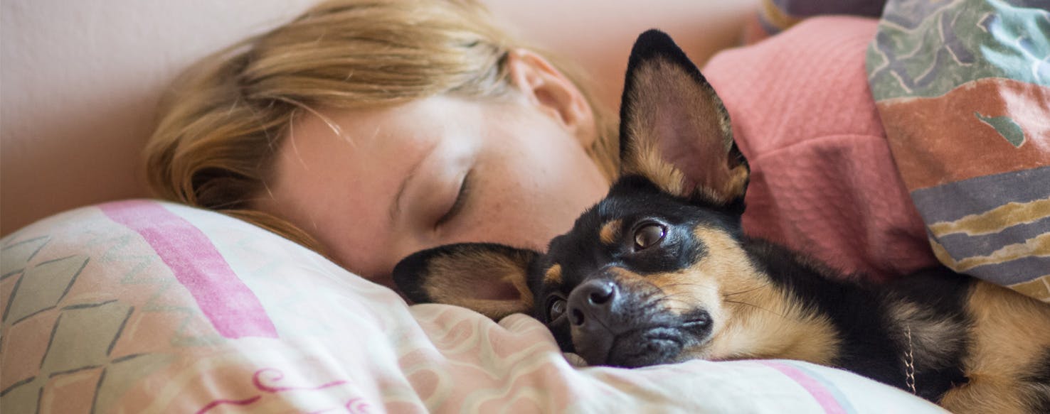 dog sleeps in bed with me