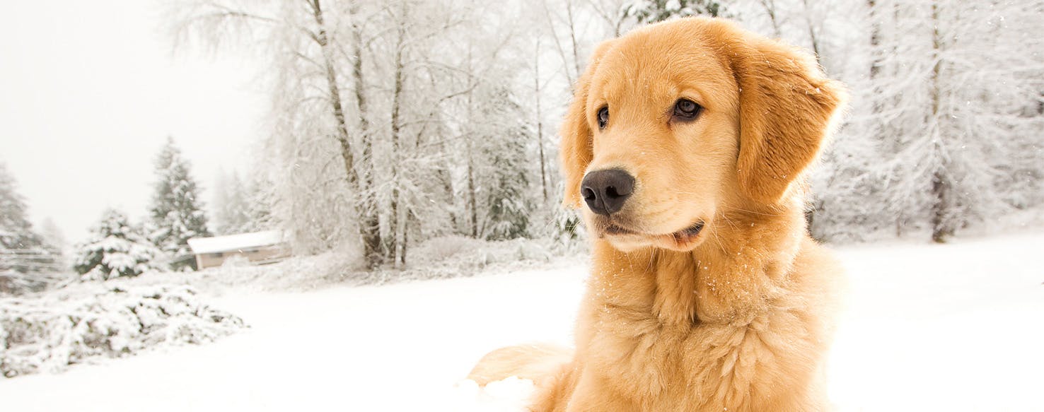 Why Dogs Like Snow