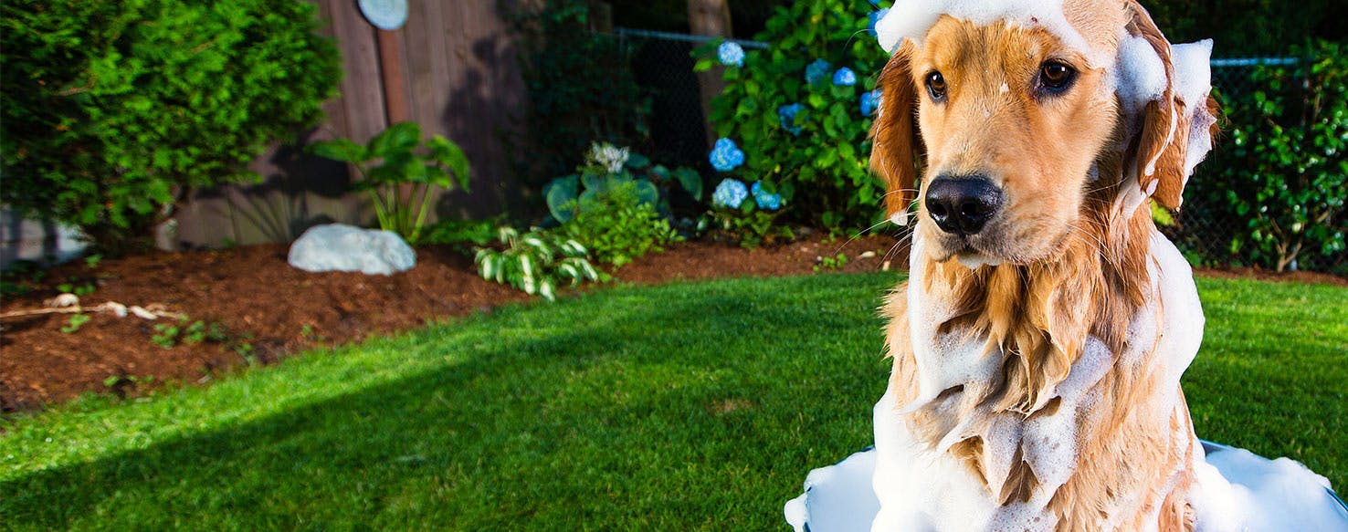 Dog eats hotsell bar of soap