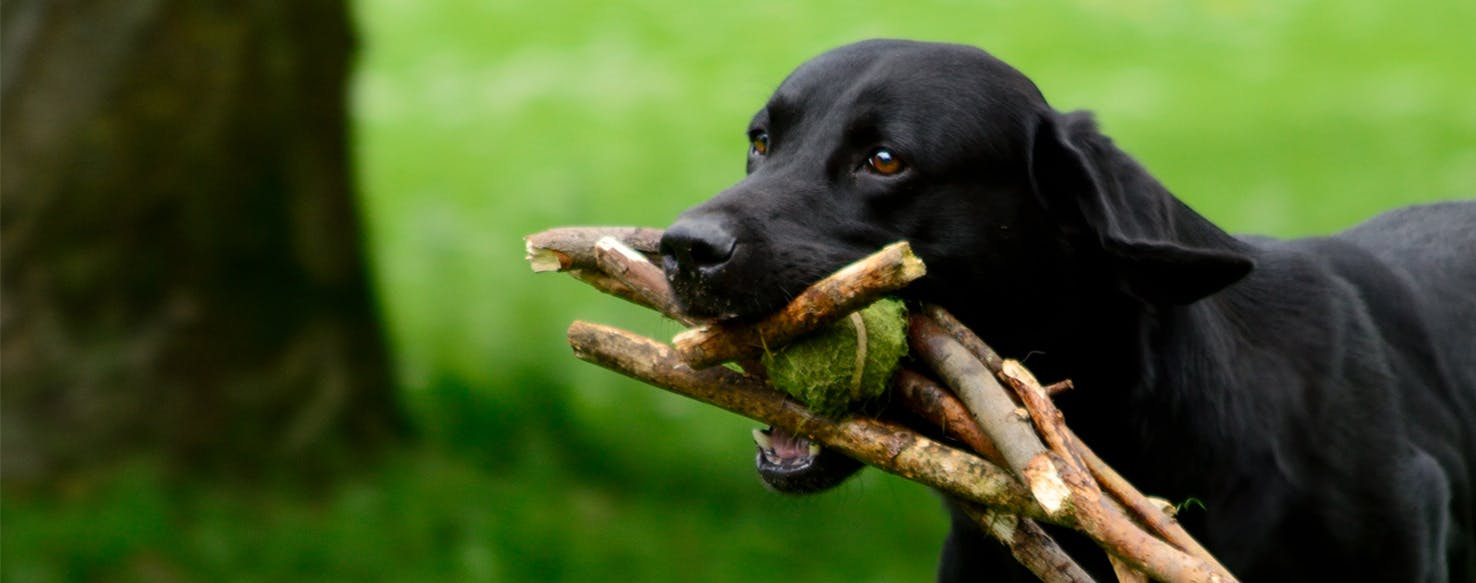 Why Dogs Like Sticks